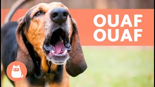 Meilleures vidéos de CHIENS QUI ABOIENT FORT  Aboiements de chiens les plus DRÔLES !