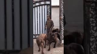 walked with the dogs/погулял с собаками