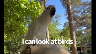 Buster the cockatoo… visits the chickens | Hey girls, you can never be sure | subtitles