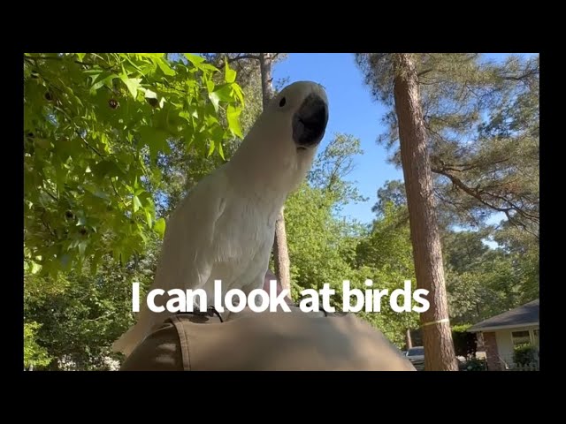 Buster the cockatoo… visits the chickens | Hey girls, you can never be sure | subtitles class=