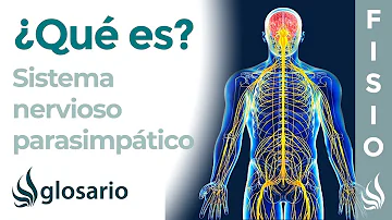 ¿Cuándo se activa el sistema Parasimpatico?