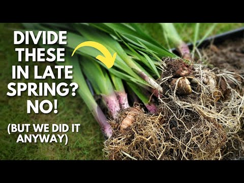 Vidéo: Growing Gladiolus In Pots - Conseils pour planter des glaïeuls dans un récipient