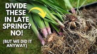 Gladiolus Lovers: Divide and Transplant Glads in Late Spring (even though you shouldn't)😮