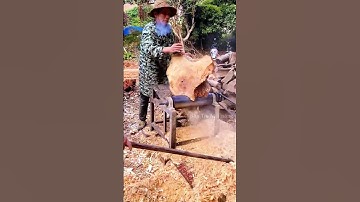 Quy trình chưng cất tinh dầu từ gốc cây