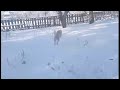 Собака бігає по снігу