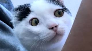 Vet's sweetest act for stray cat