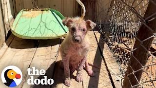 mange covered puppies hiding abandoned house get second