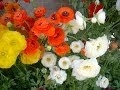 Ranunculus: Flower Power for Texas Winters - YouTube