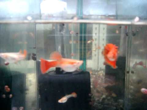 側線紅母魚 Youtube