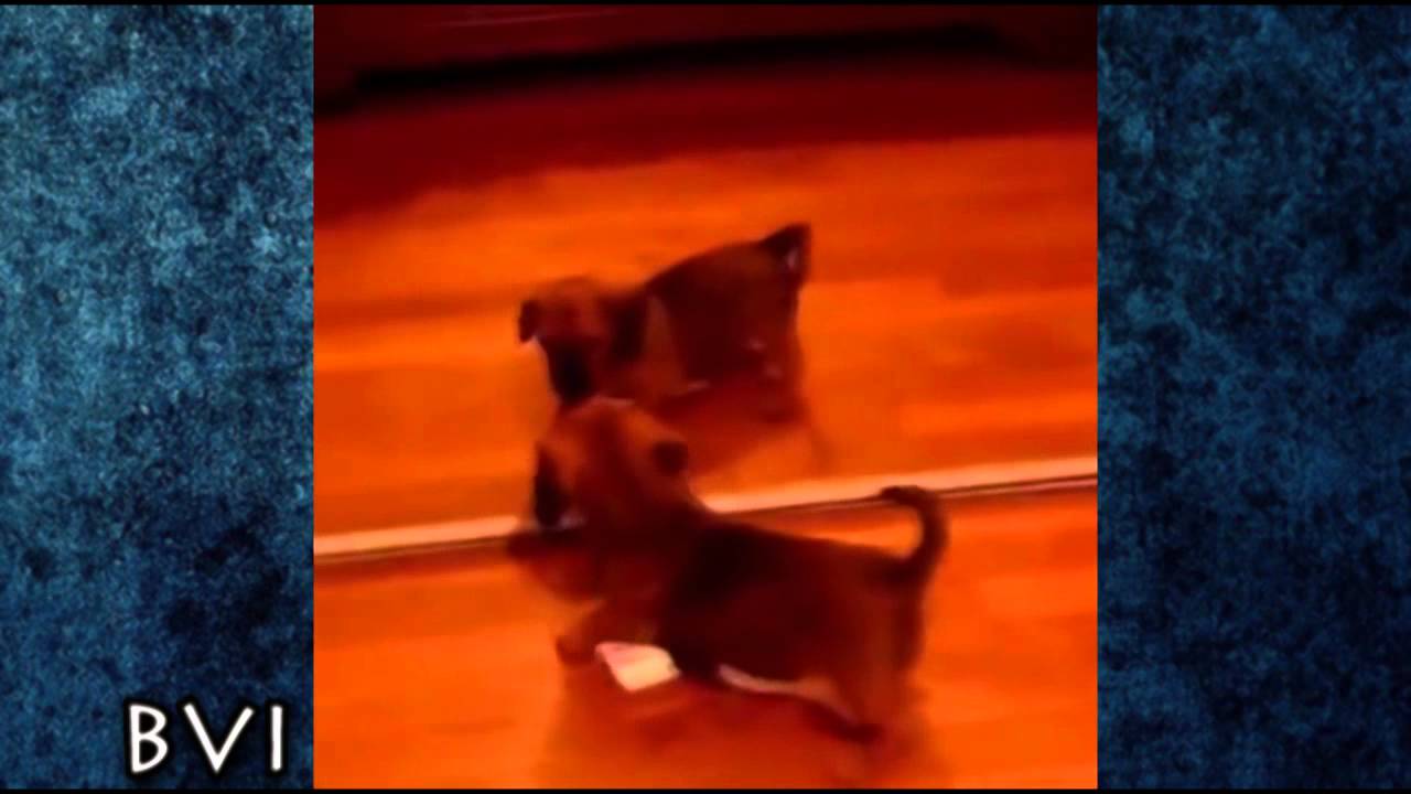 Best Instagram and Vine Videos