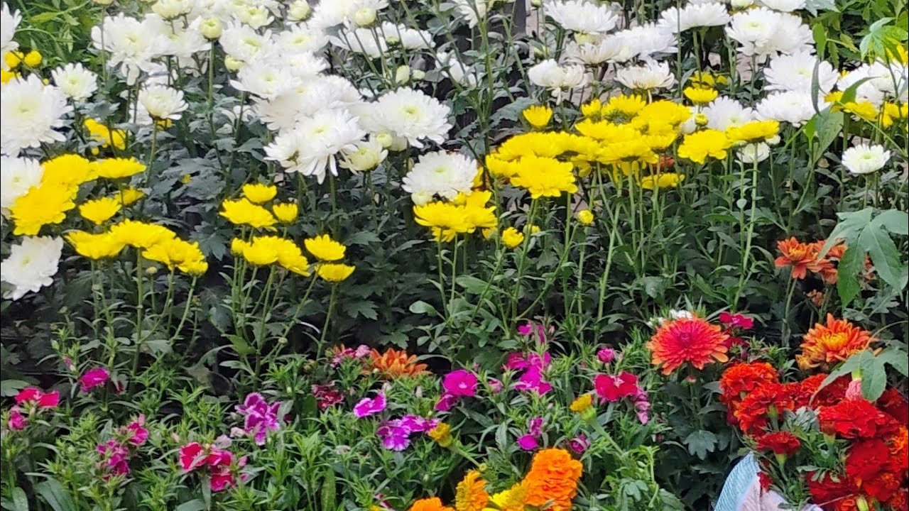 Suchitra Vlogs is live সবাই চলে এসো বন্ধুরা রবিবারে লাইভে গল্প আড্ডা দিতে ❤️🌹