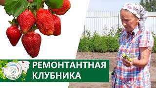 Ремонтантная крупноплодная земляника выращивание и уход.