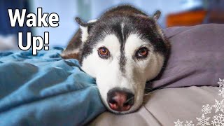My Dogs Morning Routine Huskies Morning Routine 2020 Fall