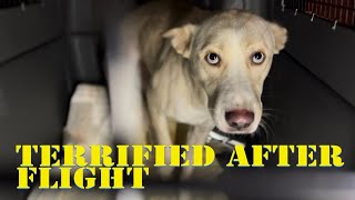 Fearful dog after flying across the world- Watch her trust me after 10 minutes! by The Shindogs 631 views 2 years ago 5 minutes, 48 seconds