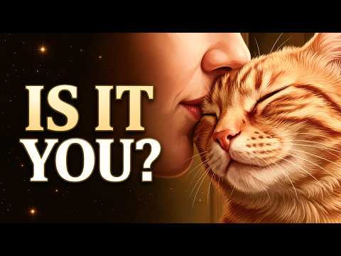 How Cats Choose Their Favorite Person