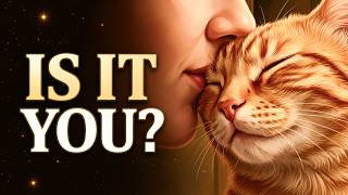 How Cats Choose Their Favorite Person