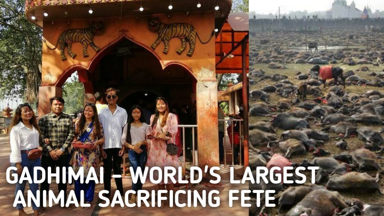 Gadhimai temple | World biggest animal sacrificing fete | kalaiya ...