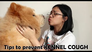 How to prevent KENNEL COUGH in DOGS or Chow-chows (Vlog#91) by funneimom 1,087 views 1 year ago 7 minutes, 32 seconds