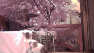 浪江で仔猫保護 別の仔猫再び登場