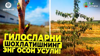 ГИЛОСЛАРНИ ШОХЛАТИШНИНГ ЭНГ ОСОН УСУЛИ! | ШУҲРАТ АБРОРОВ #gilos #shuhratabrorov #bogustasi