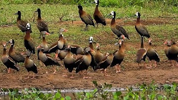 WHITE-FACED WHISTLING-DUCK,(DENDROCYGNA VIDUATA), IRERÊ, WILD DUCKS, Birds of flooded regions.
