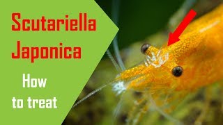 Shrimp Disease - Scutariella Japonica Treatment
