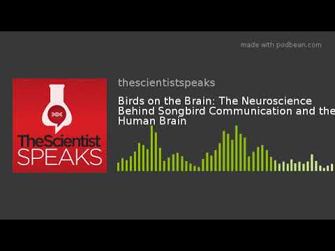 Video: The brain of birds and its features