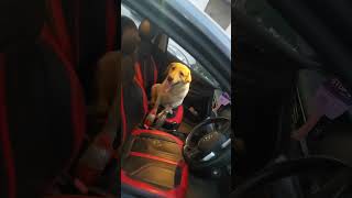 Dog Drive A Car Jimi