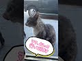 元野良だったけど今じゃ毎日来てくれる半地域猫のノラくん😸