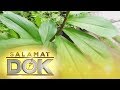 Salamat Dok: The use of spiral flag or insulin plant