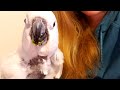 Sick Rescue Cockatoo Finally Eats! |Victoria Cockatoo Update