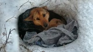 Mom Dog and 9 OneDayOld Puppies Covered By The Snow That Will Make You Cry