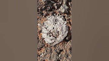 Fossilized Thorny oysters of Crete. #shell #fossil #oysters #nature