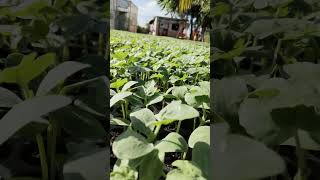 Om Sai hitech nursary khairgaon 🌱🌱🌱