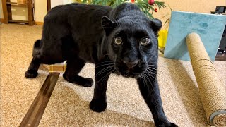 Guests came home to the panther Luna😅🙈❤️