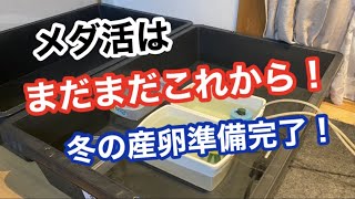 屋内メダ活を全力で楽しむセッティングが完了しました。【メダカ】