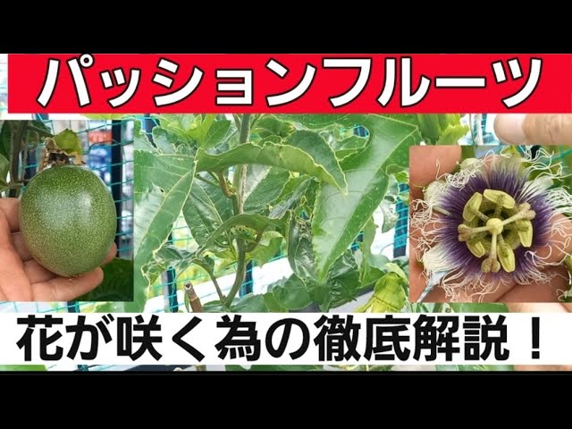 Growing Passion Fruit! A Beginner's Guide: From Planting to