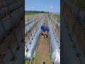 This Is How Farmers Install Plastic Mulch In The Garden Agriculture Farming Shorts This Is How Farmers Install Plastic Mulch In The Garden Agriculture Farming Shorts