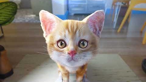 Cat Simulator 2 iOS Android