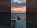 Lindo momento 😽😺 versão Titanic 🌊⛴️ segue meu canal gratidão ✨🙏💚#vida #animals