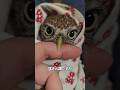 フクロウたちの秘密