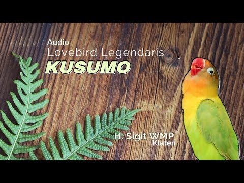 Masteran Legenda Lovebird Konslet Kusumo Ngekek Panjang