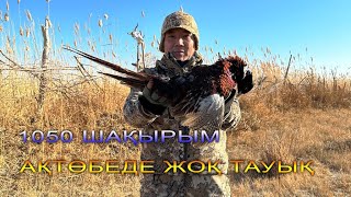 Қызылорда, Қырғауылға аңшылық | Охота на фазана в Кызылорде