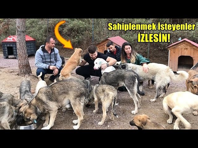 Ucretsiz Dogo Argentino Rottweiler Kangal Subasi Kopek Barinagina Gittik Youtube