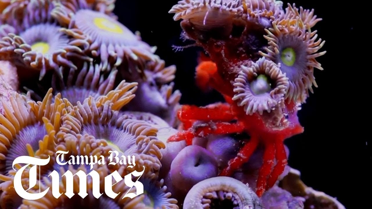Art used to inspire coral protection