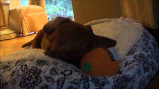 Duchess Only 08082011.wmv