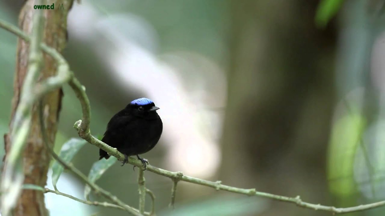 Blue-crowned Manakin.mpg 