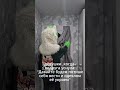 ебать он ахуеет #grinya #kurgan #Гриня #курган #фурри #furry #shorts
