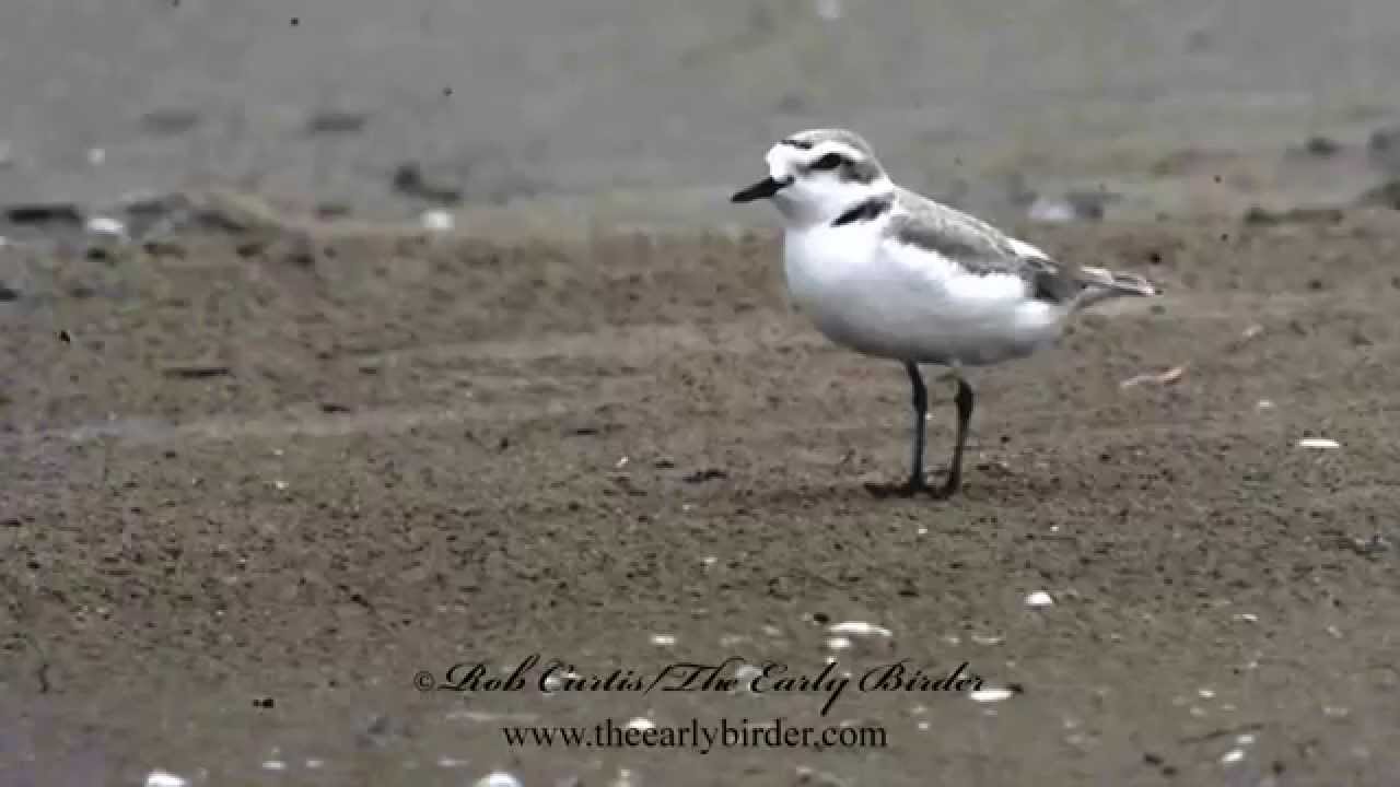 SNOWY PLOVER foraging Charadrius alexandrinus 