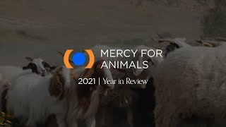 Mercy For Animals 2021 Year In Review